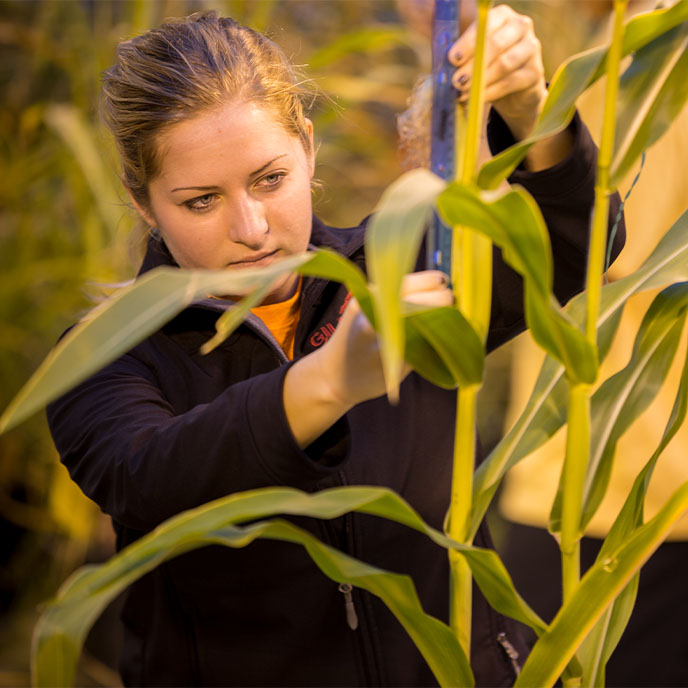 Female ISU student conducting research on a stalk of corn.